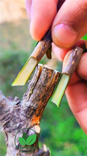 Olive tree grafting in June | Grafting plants | Grafting techniques 26 #grafting #nature #bonsai