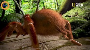 Cette araignée Goliath est la plus grosse du monde