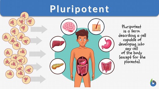 Pluripotent - Definition and Examples - Biology Online Dictionary