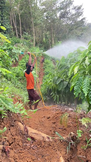 Kopi Robusta Sistem Pagar: Cara Budidaya dan Keunggulan