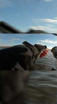 внезапный бонусный осетр