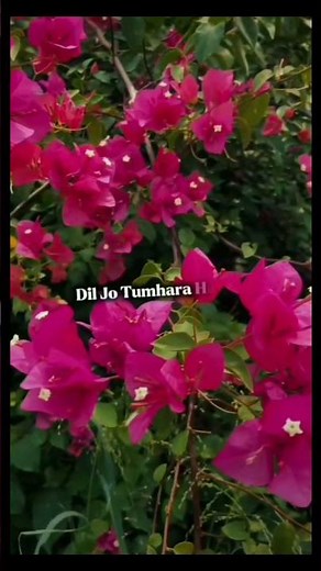 Feel the song😳👤🌸 #shorts #ytshorts #trending #music