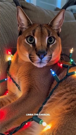 Limba the Caracal Got Tangled in Christmas Lights 😂