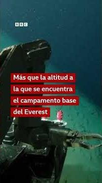 La esponja carnívora y otras 1.120 especies marinas descubiertas en un sólo año