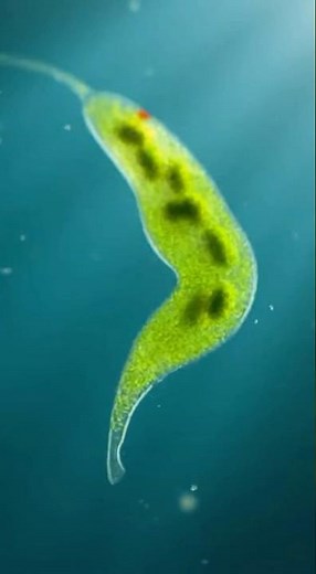 ハイブリット生物 ミドリムシ #微生物