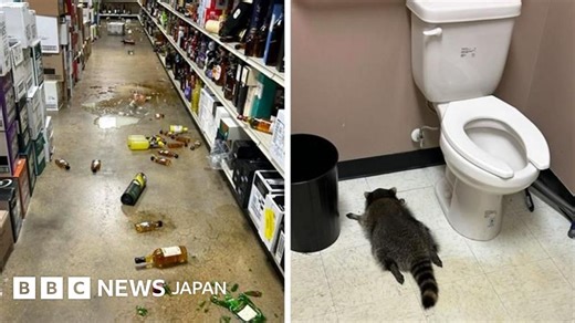 「典型的な酔っ払い」、アライグマが酒で目を回し……「トラブルに巻き込まれるのが好き」と米動物管理官 - BBCニュース