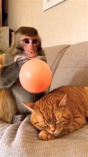 This Balloon Prank Ended in CHAOS 💥🐒🐱#shorts #funny #fyp #monkey #cat #viral #comedy #ballon