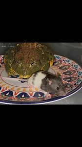 144K views · 1.3K reactions | The bullfrog is a powerful frog. | Insect Forest | Facebook