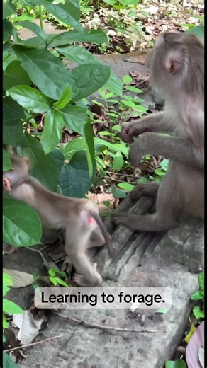 As young macaques grow more confident on their feet, they begin spending time on the ground beside their mothers, watching closely as she searches for food. At this stage, the infant is no longer clinging constantly to her body, but staying nearby as it practices moving, exploring, and paying attention to what she finds. Foraging is one of the most important skills young macaques must learn. By observing their mothers—turning over leaves, inspecting fruit, or searching the forest floor—they grad