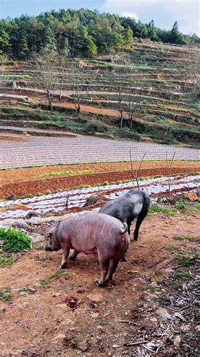 The lizard is relieving its itch@ 52