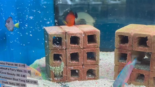 3.7K views · 25 reactions | What is your favourite wrasse? Naturally, golden rhomboidalis fairy wrasse are second to none. Though quoyi parrots and dragon wrasse look impressive too https://www.abyssaquatics.co.uk/product/golden-rhomboidalis-fairy-wrasse-male/ https://www.abyssaquatics.co.uk/product/labouts-fairy-wrasse-male/ https://www.abyssaquatics.co.uk/product/dragon-wrasse/ https://www.abyssaquatics.co.uk/product/quoyi-parrotfish/ | Abyss Aquatic Warehouse | Facebook