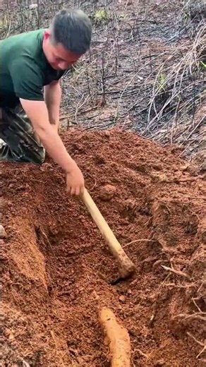 digging out the giant root from the deep soil with a wooden shovel and showing the harvest results
