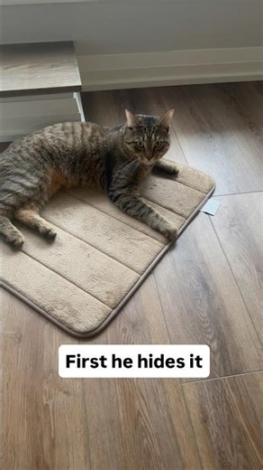 Understands everything, but pretends to be innocent😂#catchannel #catshorts #catvideo #catcutevideo