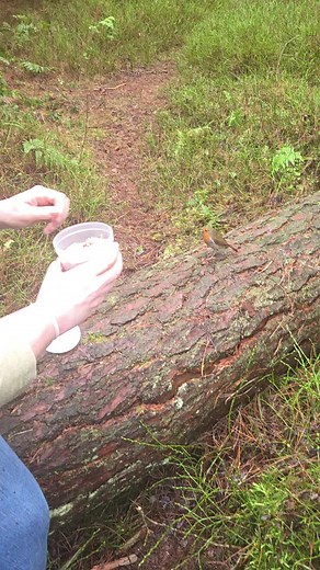 Feeding Robins: A Heartwarming Winter Encounter