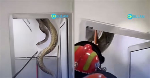 #NSTviral: Video of Civil Defence personnel capture huge python shocks netizens