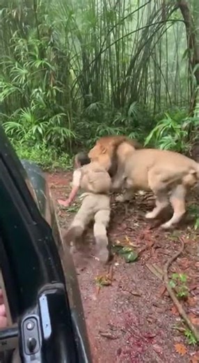Terrifying Jungle Ambush 🦁🌴 | Lion Attack Caught on Phone | Ultra-Realistic POV