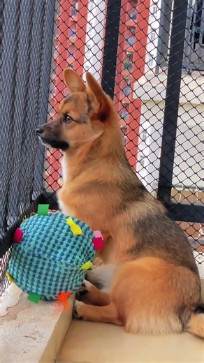 Side Profile of a Dog Who's a Secret Killer