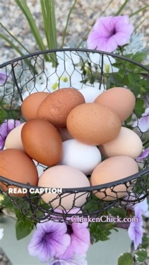 Lighting is a critical resource hens require for egg production. Many RESOURCES are needed to lay eggs, most notably: 👉the correct balance of nutrients 👉good health 👉low stress 👉youth and 👉exposure to LIGHT, to name a few. Why egg production declines in late summer: 🥚Light exposure stimulates the pineal gland, which triggers the hormone flow responsible for the release of an ova (yolk) to begin the egg-making process. 🥚As day length decreases at this time of year, egg production wanes and