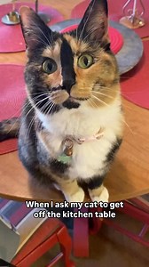 #DIVA STATUS 😂 #Snickersthesmilingcat #it’smylife | snickers_the_smiling_cat