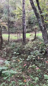 3.9K views · 39 reactions | Some pre rut activity @ SOO..... video from hunt Wimmer Kelly Brown! | Southern Ohio Outfitters | Facebook