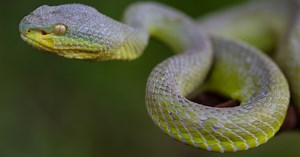 Artificial skin uses snake-like senses to feel the heat