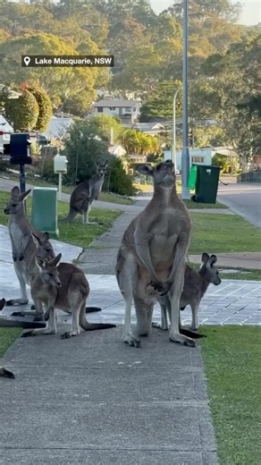 Massive flexing kangaroo stands watch over mob on NSW street