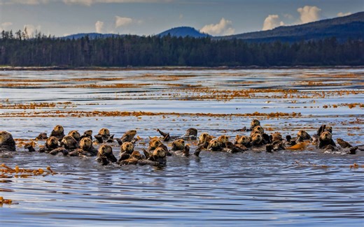 systemd-resolved 的四种模式，resolvectl 会自动启动服务