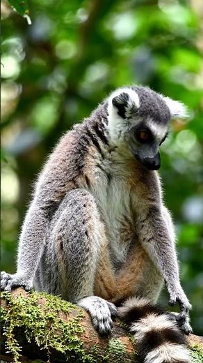 Male Ring-Tailed Lemur | Amazing Facts About Madagascar's Iconic Primate (Part 1) 🐒