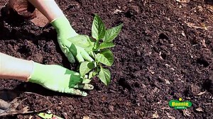 Planting peppers is as easy as 1, 2, 3! | Bonnie Plants