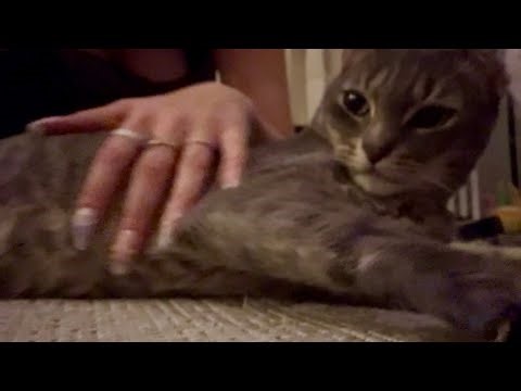 Lofi asmr - carpet scratching w/ a surprise visit from my CAT! #asmr #scratching #cat #relaxing