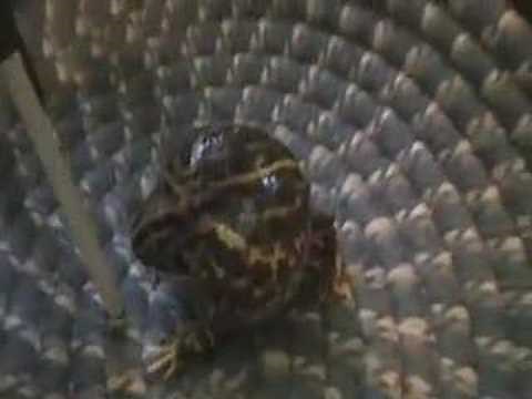 Goober the angry pacman frog