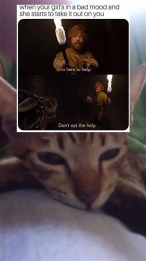 #McDerp#catmemes#funnymeme#