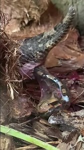 Live birth Gaboon viper 🤩 this one has babies with a thin membrane and they’re independent asap