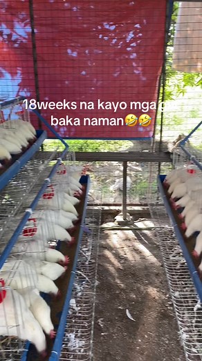Starting Your Poultry Farm Business: Tips and Insights