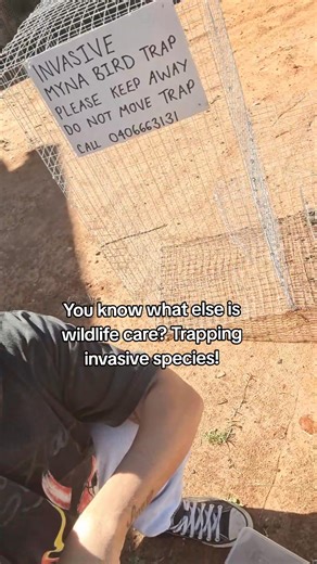 We've started our own community trapping program. So can you! Do you have any of these introduced birds in your area? (See photo of Indian Myna) Indian Mynas might look harmless, but they’re actually one of the top 100 worst invasive species in the world. Brought to Australia in the 1860s, they’ve spread aggressively and now cause serious problems for our environment. Here’s why trapping is so important: A single pair of Indian Mynas can raise up to 8 clutches a year – that’s as many as 20–30 ne