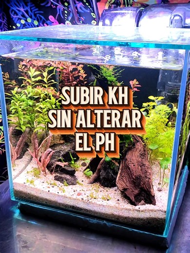 Respuesta a @felipecalle86Como subir tu Kh sin alterar el pH de tu acuario 🐠🌿💦🧪 Bibliografía: Timmons, M. B., & Ebeling, J. M. (2013). Recirculating Aquaculture Systems. Referencia fundamental sobre la transferencia de gases y por qué el biofilm es un riesgo en sistemas de alta carga orgánica. Marshall, K. C. (1992). Biofilms: an overview. Explica la arquitectura de las biopelículas y la diferencia entre bacterias sésiles (filtro) y las comunidades en interfases aire-agua. Walstad, D. (1999)