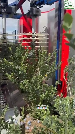 Blueberry Harvesting With JAGODA 300 Harvester || Raspberry & Blueberry Harvester || #blueberry