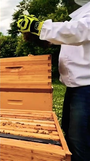 DROPPED A FRAME! #honeybee #beekeeping #fail