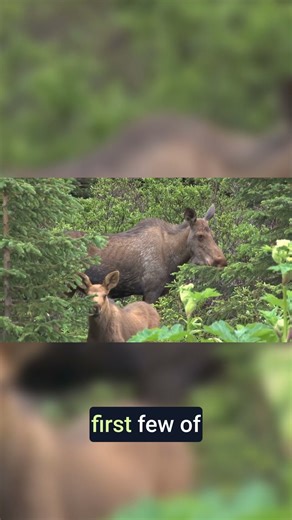 Moose vs. Predators: Powerful Kicks for Defense!