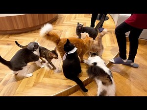 How to spend time at a cat café in Japan🐈 | Cat Café Nagoya Sakae