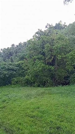 Mario Labro (@mario.labro7)’s videos with original sound - Julia Manguray Pancho