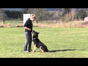 Elite Trained IPO Protection German Shepherd Obedience