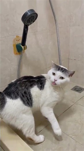 The best cat takes a bath by itself#Pet bathing#The cat obediently takes a bath#Cat bath
