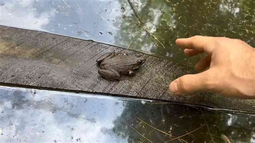 Super Long Goldfish Unboxing… and Totally Worth the Wait