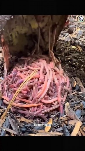 How To Catch Earthworms?