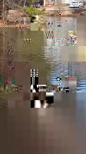 Perfect Shot on a Roan Antelope #animals #art #deer #wildlife #hunting #trophyhunting #deermount #whitetail #bigbear #mountainlion #WildBoar #HogsTrapped | Cpacify Maris