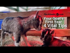 Ultimate Goat Care Guide: 4 Crucial Tips for Your Goat's First Year & a Lifetime of Happiness