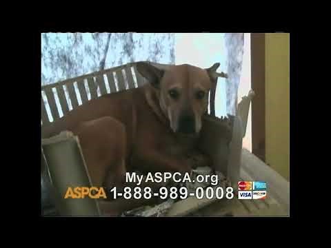 ASPCA TV Commercial 'Silent Night' with Kim Rhodes Commercial 2012
