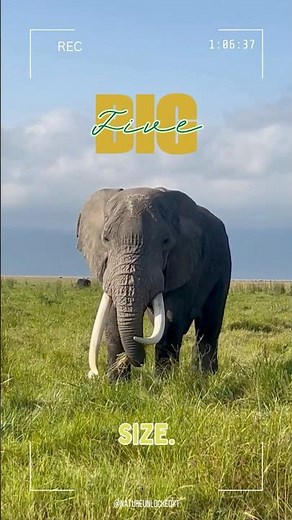 Big Five Animals of Africa: Lion, Elephant, Rhino, Leopard & Buffalo #wildlife #shorts