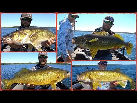 INSANE BIG Walleye BEATDOWN! Summer Walleye Fishing Pattern